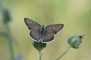 Common Blue