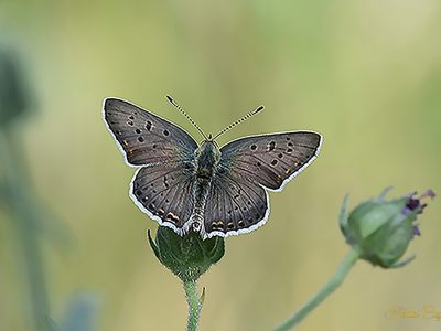 Common Blue