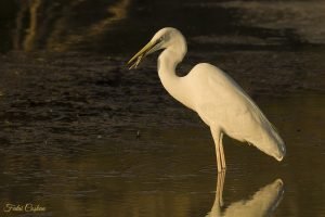 Great Egret