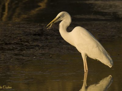 Great Egret