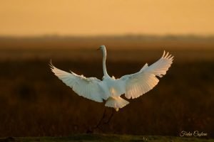 Great Egret