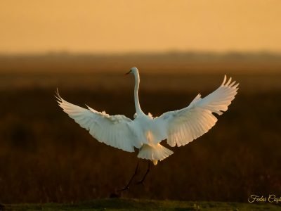 Great Egret