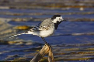 White Wagtail