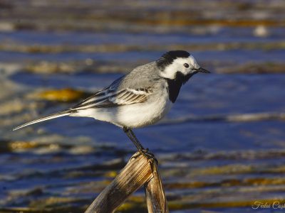 White Wagtail