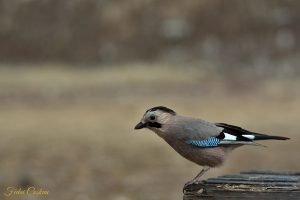 Eurasian Jay