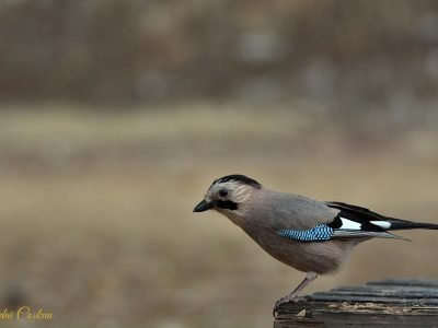 Eurasian Jay