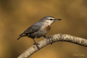 Krüper`s Nuthatch