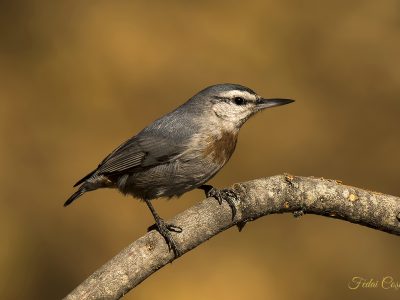 Krüper`s Nuthatch