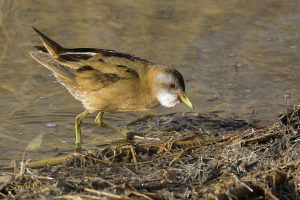 Little Crake