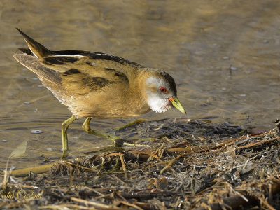 Little Crake