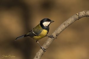 Great Tit