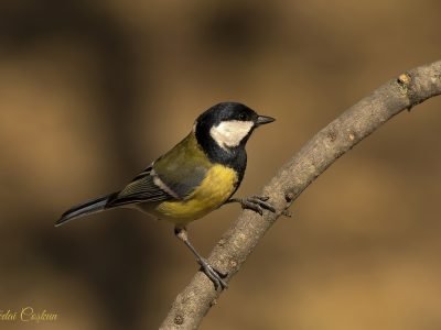 Great Tit