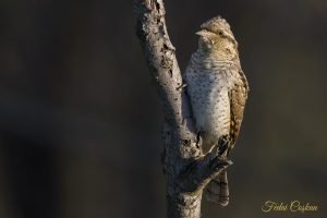 Eurasian Wryneck