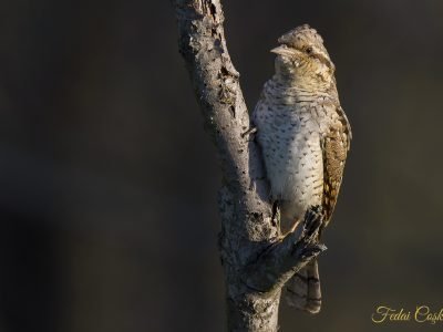 Eurasian Wryneck