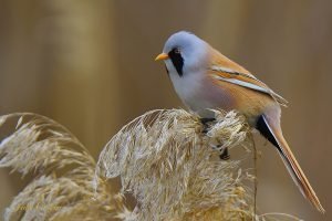 Bearded Reedling