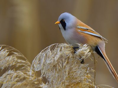 Bearded Reedling