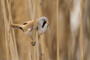 Bearded Reedling