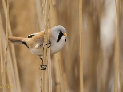 Bearded Reedling