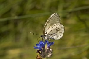 Black-veined White