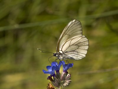 Black-veined White