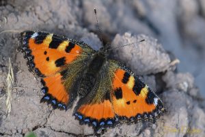 Aglais Urticae