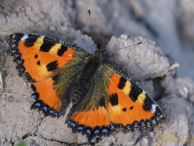 Aglais Urticae