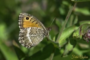 White-banded Tawny Rockbrown