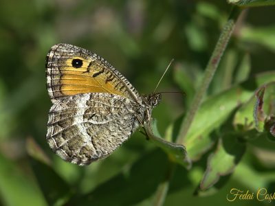 White-banded Tawny Rockbrown