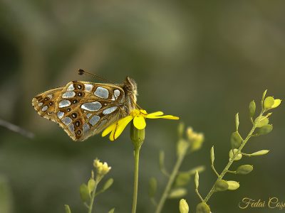 Issoria lathonia