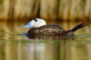 White-headed Duck