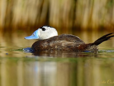 White-headed Duck