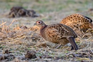 Common Pheasant