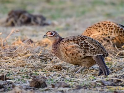 Common Pheasant