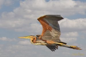 Purple Heron