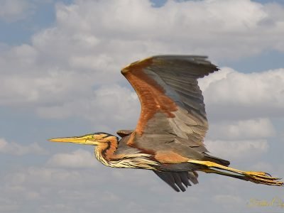 Purple Heron