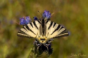 Iphiclides Podalirius