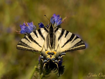 Iphiclides Podalirius