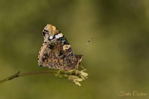 Red Admiral