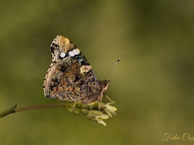 Red Admiral