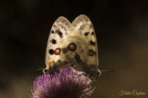 Parnassius Apollo