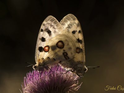 Parnassius Apollo