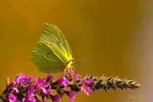 Gonepteryx Rhamni