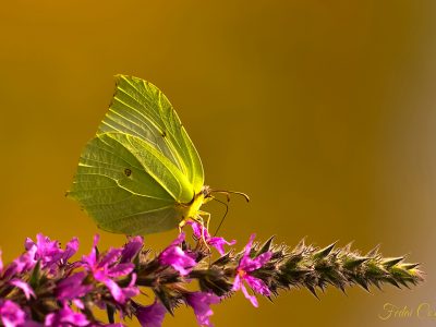 Gonepteryx Rhamni