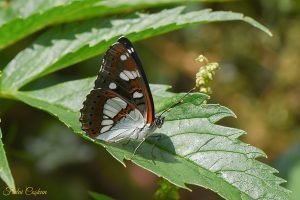 White Admiral