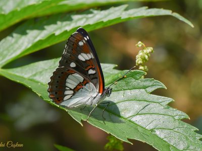 White Admiral