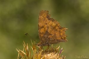 Polygonia C-album