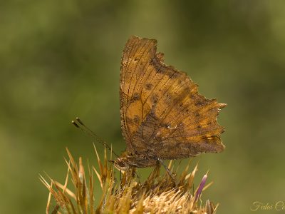 Polygonia C-album