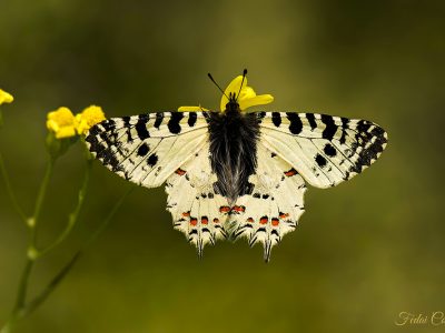 Zerynthia Cerisyi