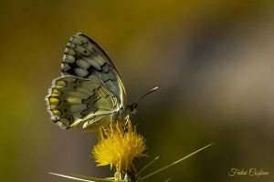 Melanargia galathea