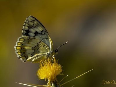 Melanargia galathea